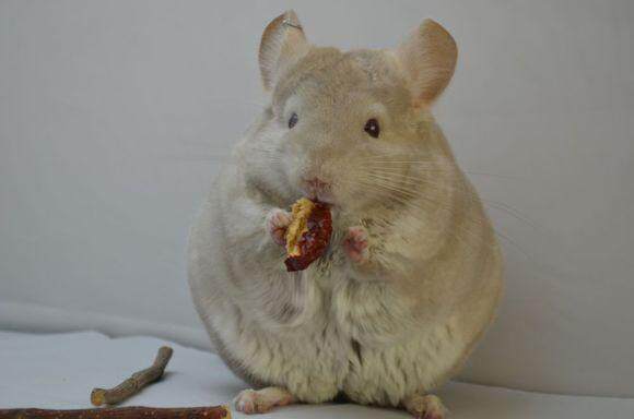 【家族成员】金色龙猫—稀有血统中的贵族