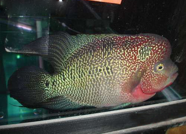 金花罗汉鱼品系代表--帝王金花罗汉鱼