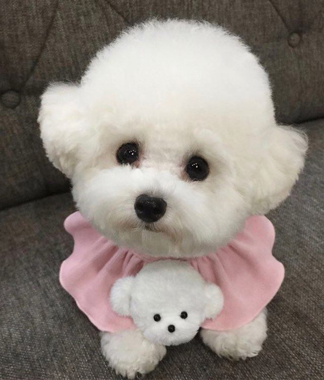 有没有像我一样家有比熊的?举个爪!