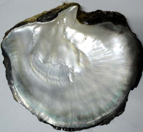 天然贝壳品种介绍--黑蝶贝