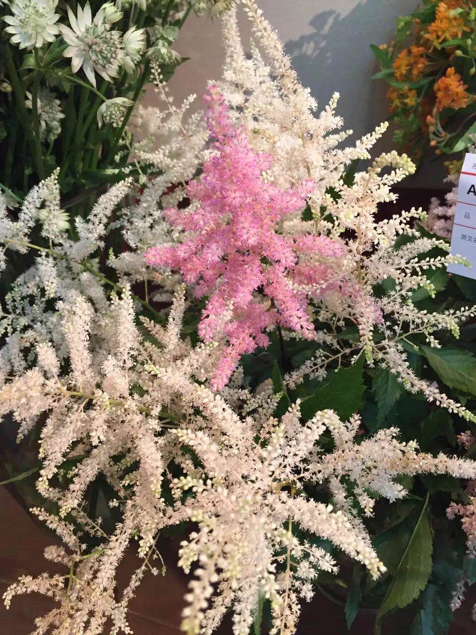 荷兰皇家高档鲜切花品种展