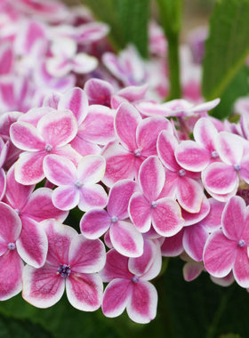 jefferys臻品园艺馆花园植物预订 绣球 星花火 11cm盆栽苗规格