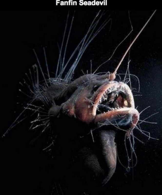 最可怕的动物海底图片