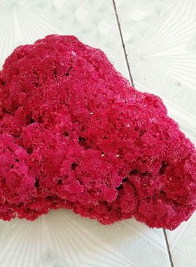 一个包邮大块管状红白珊瑚造景水族箱鱼缸装饰假山奇彩石家居摆件