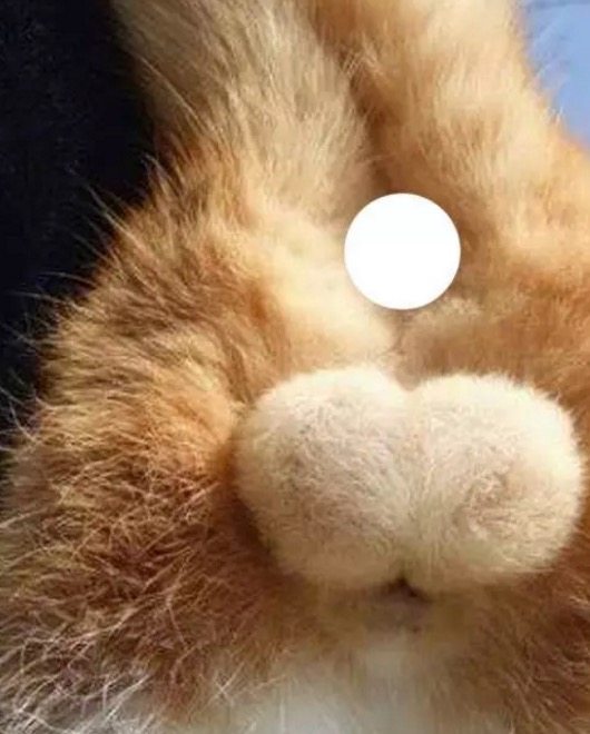 猫咪的睾丸是一大萌点?你们也是够了!