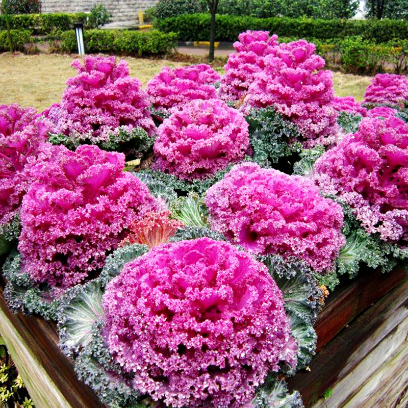 美到犯规的蔬菜之王 - 天猫精选