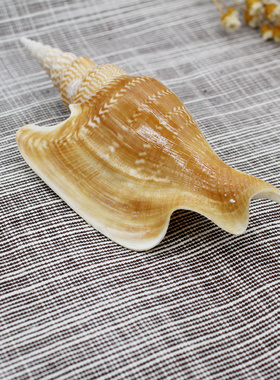 天然海螺贝壳马丁长鼻螺 标本螺收藏礼品 水族装饰摆件