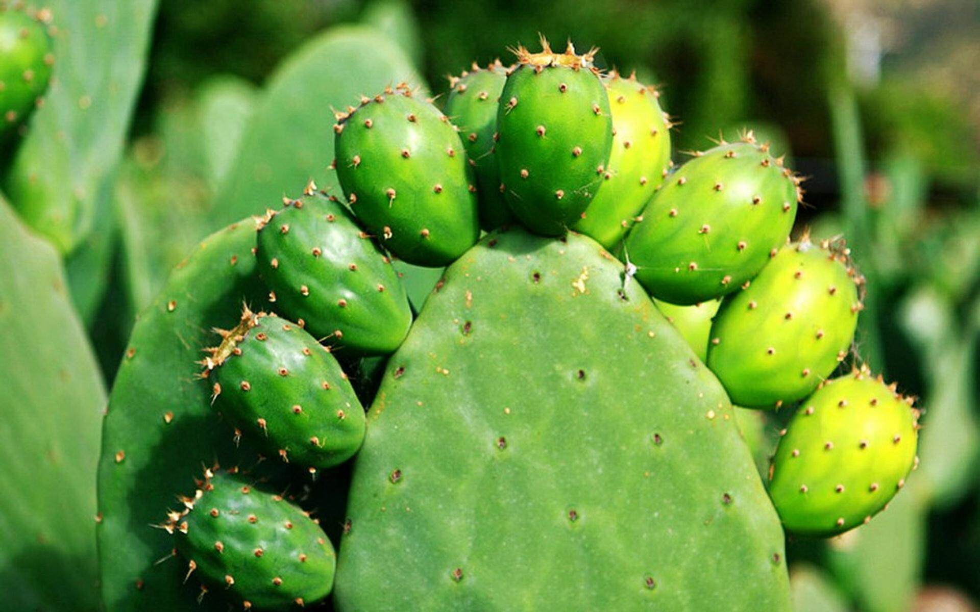 仙人球:    肉质多浆草本植物,球体常侧生出许多小球,形态优美,高雅.