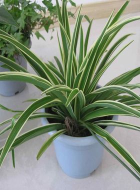 室内创意水培植物 吊竹梅又叫竹节吊兰 净化空气 防辐射 花卉植物