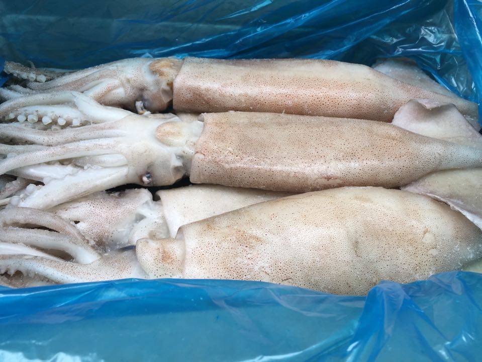 冷冻鱿鱼5斤野生新鲜冰冻阿根廷大鱿鱼乌贼轰炸