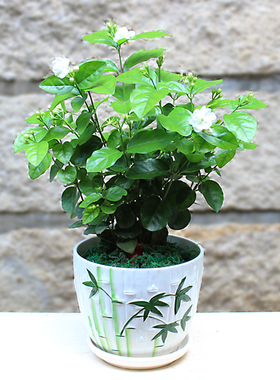 九裏香驱蚊虫除甲醛绿植盆栽办公室内桌面花卉花草小盆栽开花植物