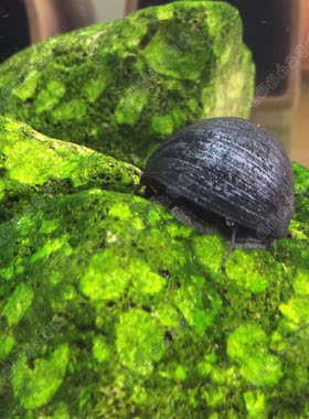 优鱼自然斑马螺鱼缸观赏螺水族箱强效清洁草缸除藻工具宠物螺