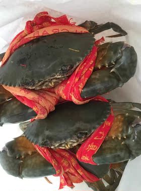 红树林红膏蟹鲜活生猛海鲜口感好原生态红鲟份量足免费速递便宜.