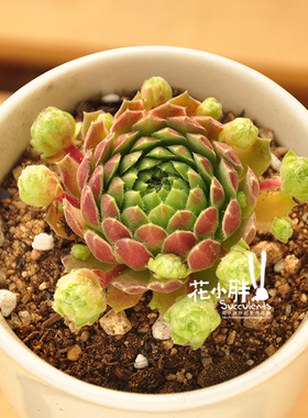 花小胖胖多肉植物 组合 新玉坠新玉缀绿植花卉盆栽duorou 10元2个