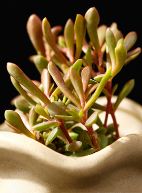 酸橙辣椒 超美 e家小屋 精美绿植 多肉植物