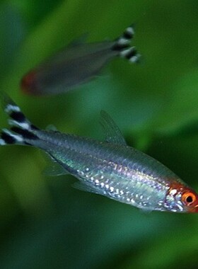 樱桃灯鱼 超红樱桃灯 小型灯科鱼 活体鱼观赏鱼