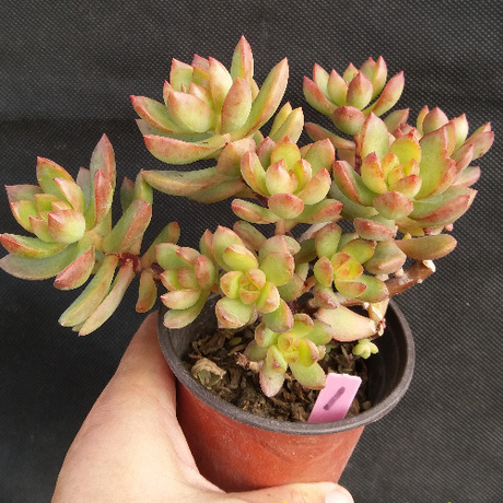 多肉植物 黄丽 多头造型老桩 一物一拍 对比9cm盆径