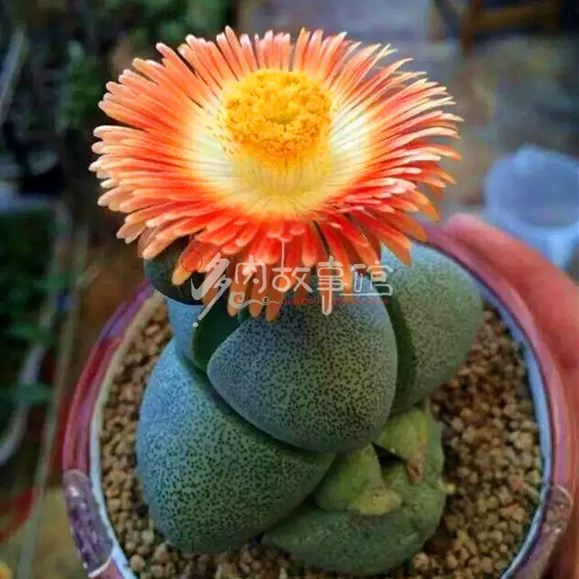 多肉故事馆 多肉植物 无比玉 开花型 Pp花 石头花 多肉