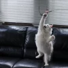 Товары от 至宠至爱宠物生活馆