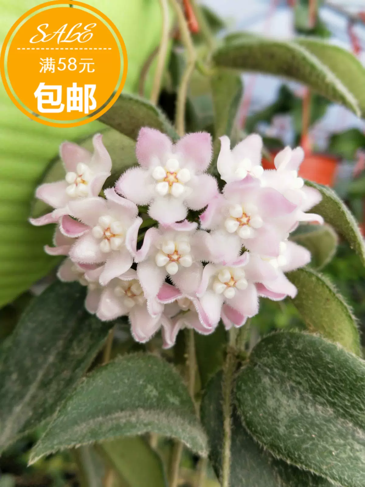 西藏粉花球蘭 室內垂吊花卉hoya Thomsonii Pink Flower耐陰耐熱