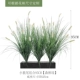 Little Wolf Tail Botanical Group C Type [Forest Green 95 см]