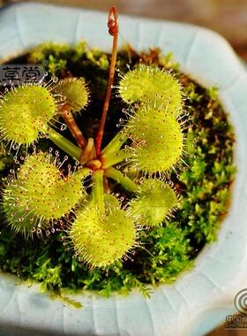 食虫植物-禾叶狸藻(陆生|水生|水培|水族造景草皮|新手必备)