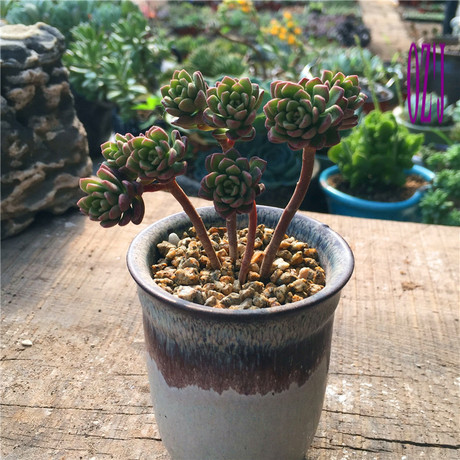 欧仔家 多肉植物 塔洛克 老桩 少量 根系好 包邮