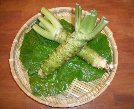 长期供应 预订 刺身专用 鲜山葵 芥辣根 500g 真空 品质完好 顺丰