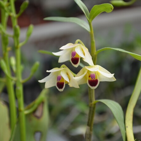 滇桂石斛den. guangxiense(初学推广)(5茎左右)(带花苞)