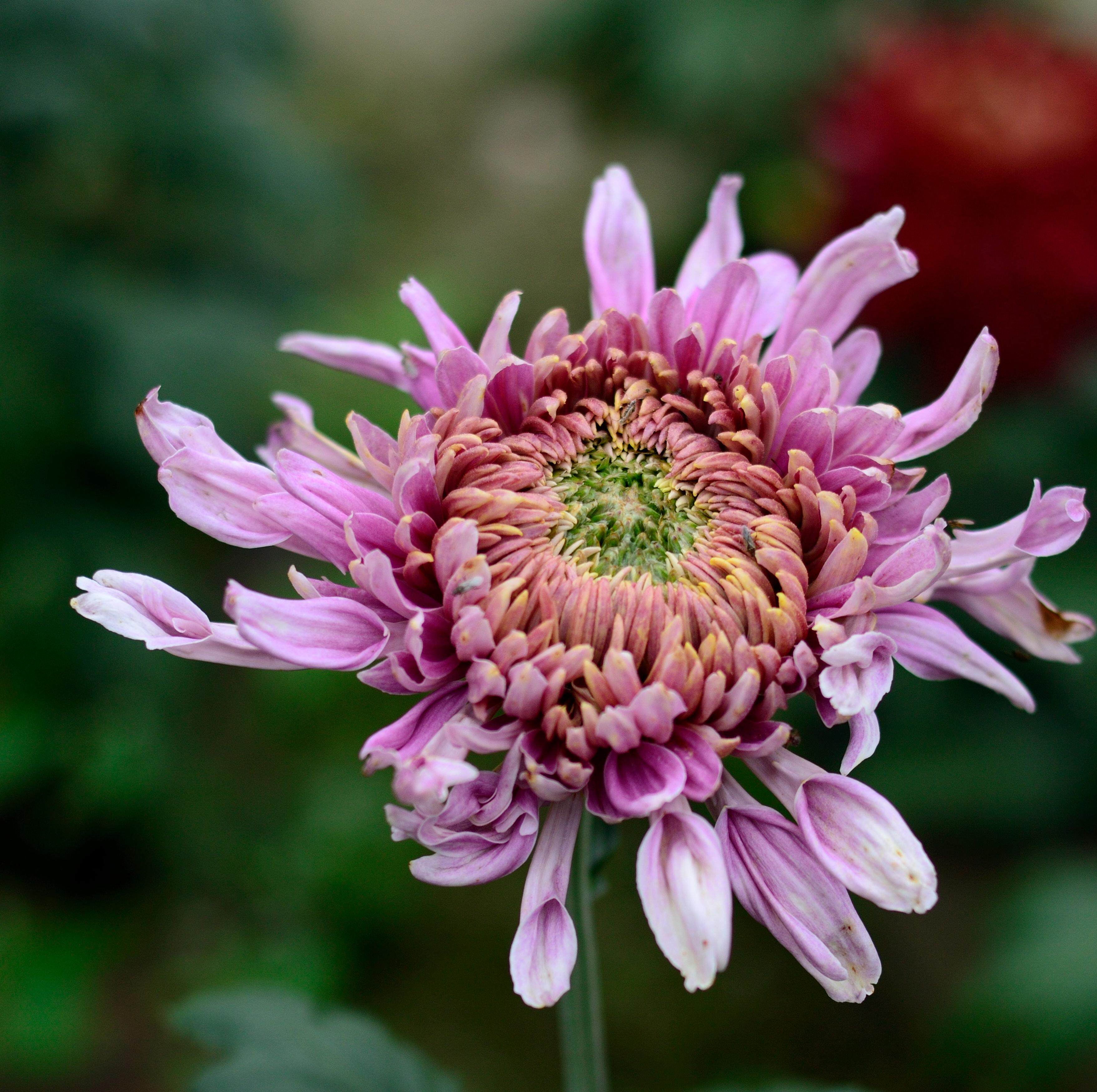 darshan达仙达摩藏香印度香达摩香供奉香 正品新老塔香熏香大盒装