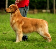 Другие 美多乐天然粮运费链接