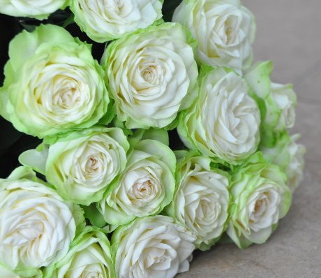 lx129日本月季 わかな/若菜