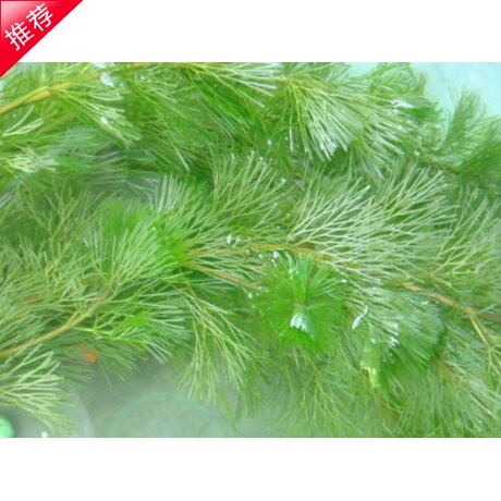 原生南极杉绿菊鱼缸金鱼草水草浮草中国斗鱼养殖繁殖必备特价推荐