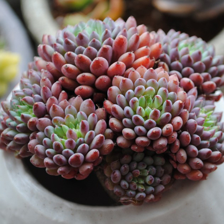 多肉植物 小蓝衣 迷你小型种绿植盆栽阳台植物养肉必备状态好