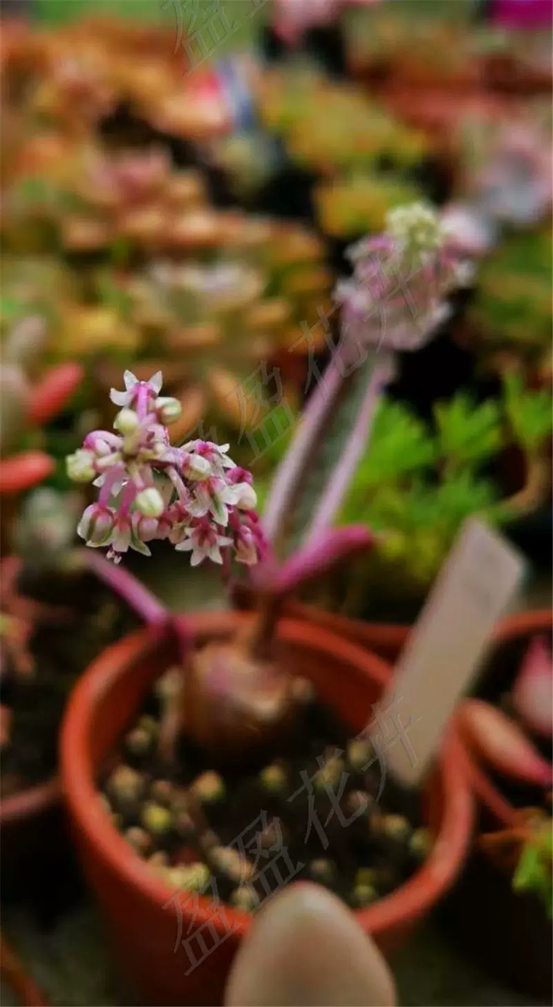 盈盈花卉多肉植物八爪菊红爪菊有可爱红爪爪开花很美