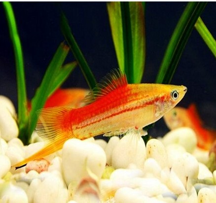 全新到货之苹果剑鱼 胎生鱼 热带鱼 普通和长尾长鳍两种