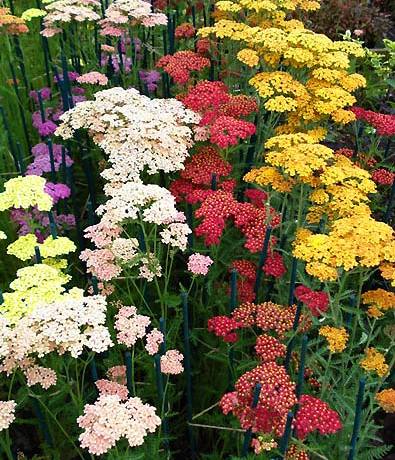 花婆婆 进口春秋播多年生花种子takii c363消炎药草多叶蓍 夏季 - 爱