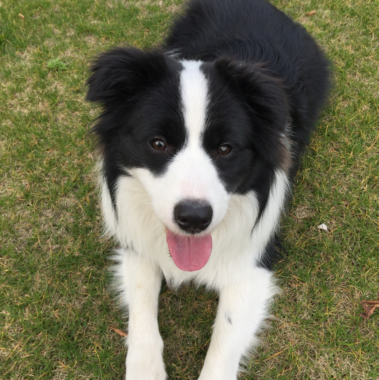 爱逛街为您找到大型犬相关的宝贝,您可以在下面的板块中挑选喜欢的