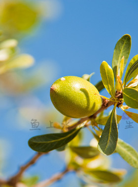 爱逛街为您找到摩洛哥阿甘油相关的宝贝,您可以在下面的板块中挑选