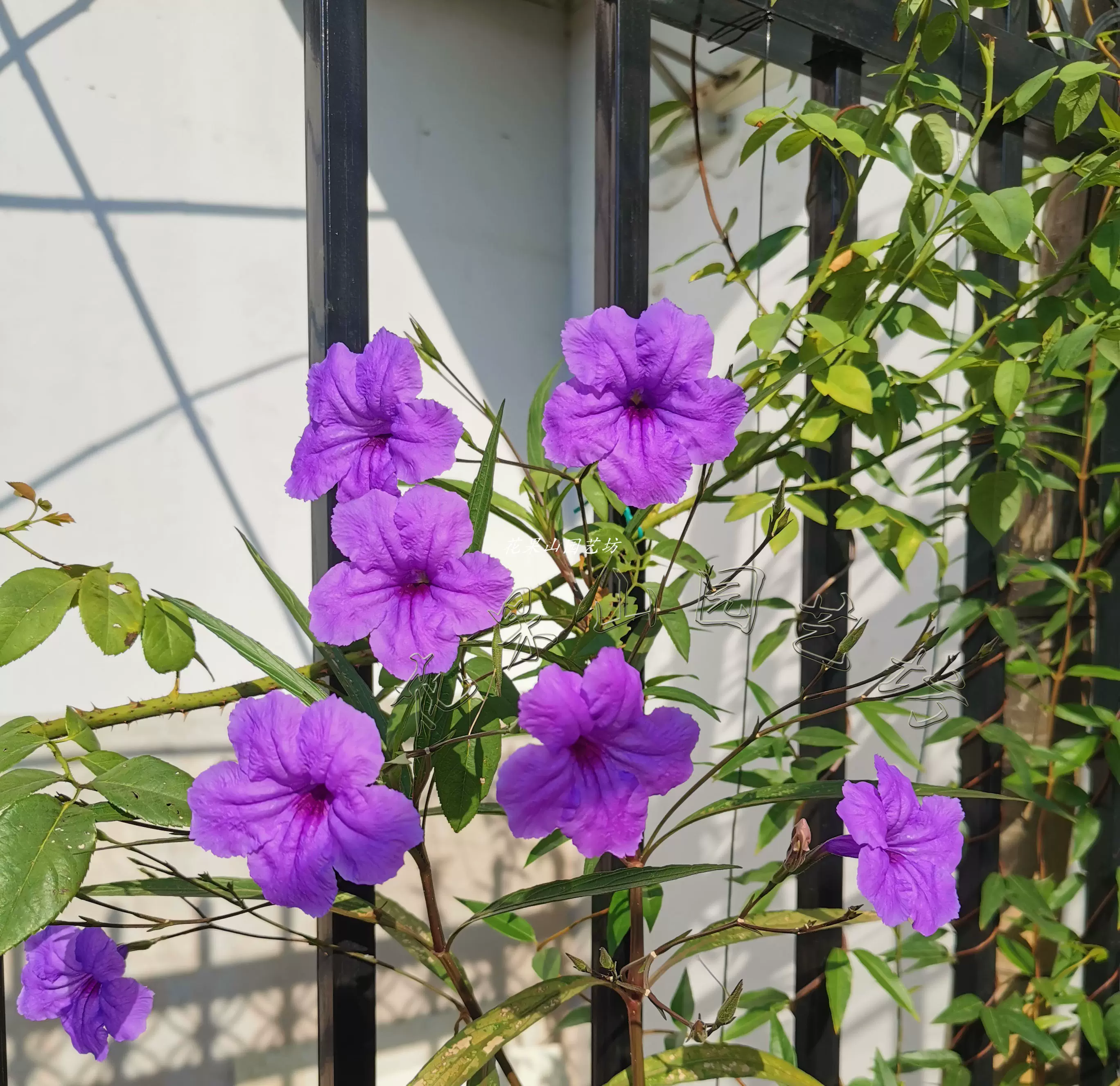 矮生粉色翠芦莉南国星人字草蓝花莉宿根多年生耐旱庭院阳台盆栽