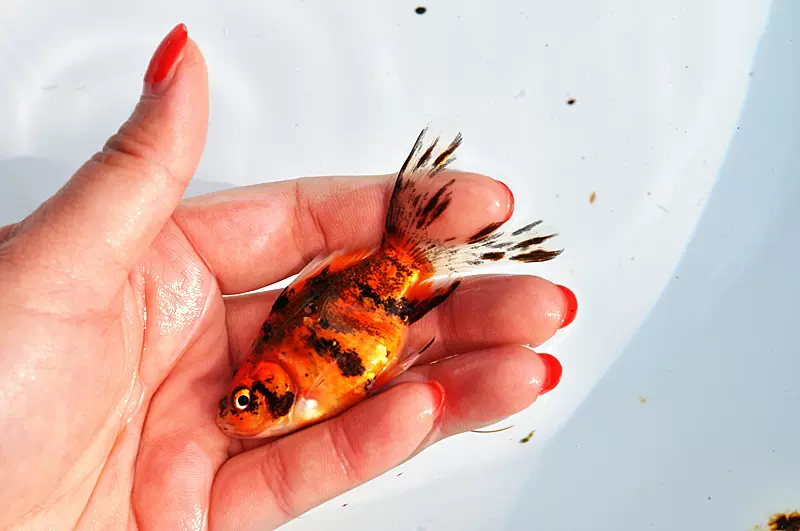 觀賞魚英國布裏斯託草金魚成魚心行尾型扇形朱文錦公分多