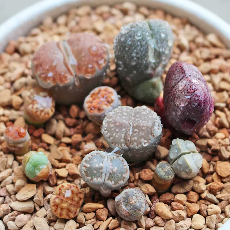 多肉植物盆栽叶插小苗番杏科冰花石头生石花超迷你萌肉肉奇趣