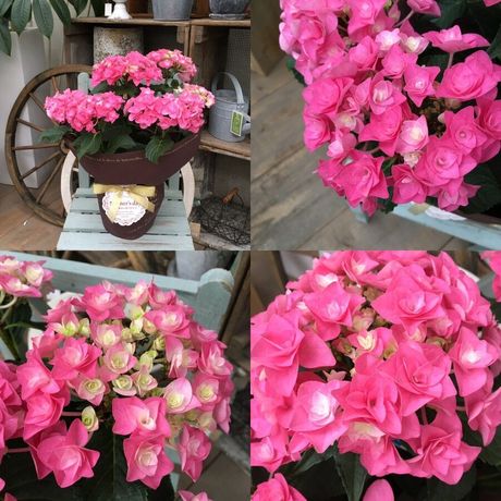 【淩晨晓花园】日本进口 重瓣 新品绣球花 薇薇安