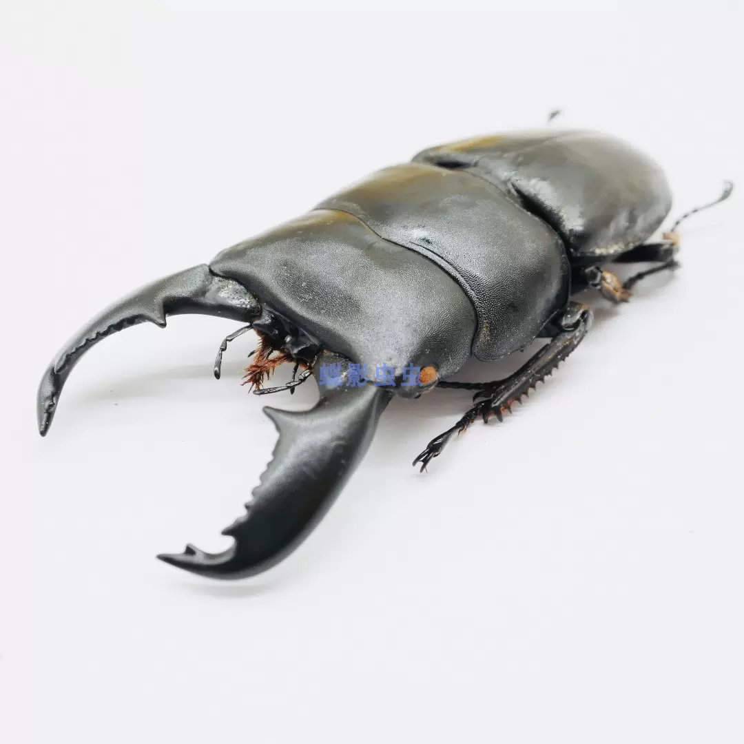 秘鲁巨牙四眼锹甲Sphaenognathus giganteus原虫标本046 - Taobao