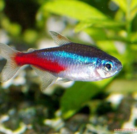 红绿灯 灯鱼 群游 热带鱼 特价 1.9元 10条 皇冠信誉