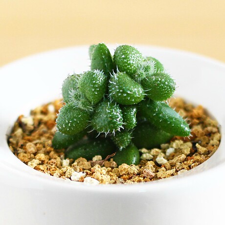 清沁多肉植物 雷童 多浆景天防辐射肉肉盆栽绿植桌面防辐射净空气