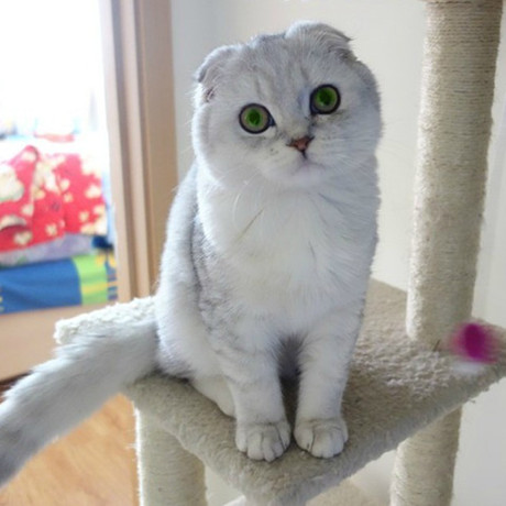 爱逛街为您找到美短折耳猫相关的宝贝,您可以在下面的板块中挑选喜欢