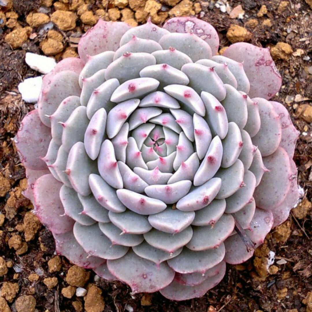 娃娃家家多肉植物小盆栽条纹十二卷白帝十二卷十二指天防辐射迷你