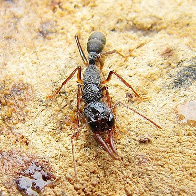 

Муравей Ant ranch Lielianmengyi Harpegnathos Venator +30