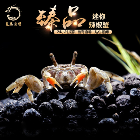 迷你辣椒蟹 深水蟹观赏蟹 草缸吃涡虫除藻包活 淡水宠物螃蟹 活体
